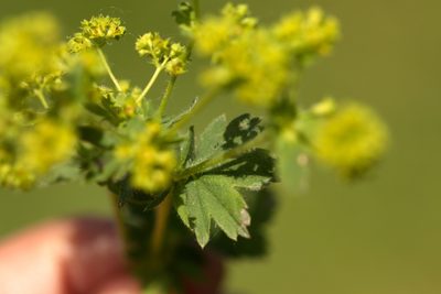 Alchemilla argutiserrata, photographed by Вячеслав Юсупов
