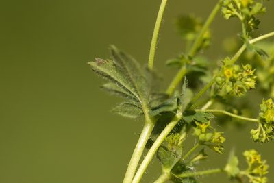 Alchemilla argutiserrata, photographed by Вячеслав Юсупов