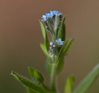 Myosotis arvensis, photographed by Вячеслав Юсупов
