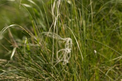 Stipa pennata, photographed by Вячеслав Юсупов