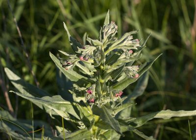 Cynoglossum officinale, photographed by Вячеслав Юсупов