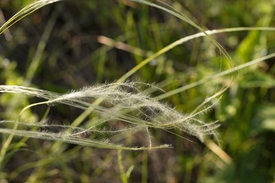Stipa pennata, photographed by Вячеслав Юсупов
