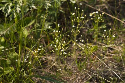 Androsace septentrionalis, photographed by Вячеслав Юсупов