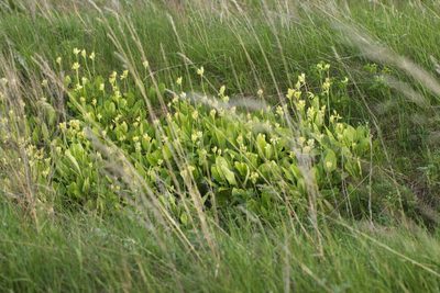 Primula veris, photographed by Вячеслав Юсупов