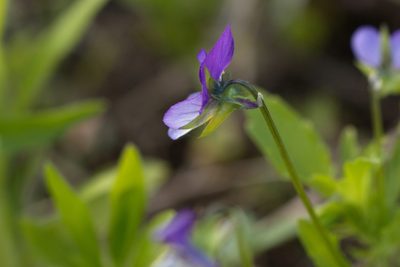 Viola tricolor, photographed by Вячеслав Юсупов