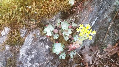 Sedum spathulifolium, photographed by Loopy30