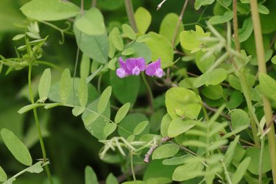 Vicia americana, photographed by Kristin M. Tolle