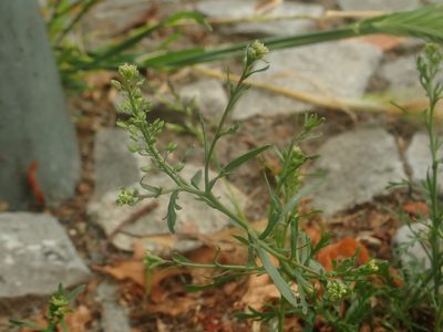 Lepidium ruderale, photographed by Alexis Tinker-Tsavalas
