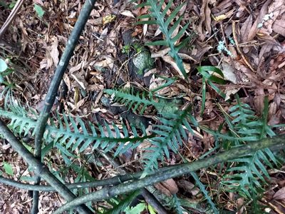 Dendroconche scandens