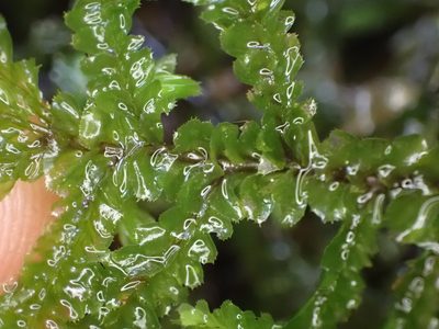 Plagiochila stephensoniana, photographed by Leon Perrie