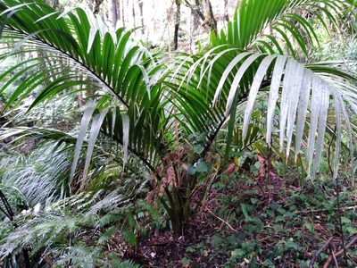 Rhopalostylis sapida, photographed by Leon Perrie