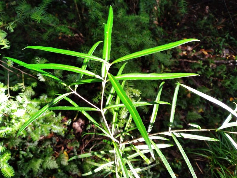 Nestegis lanceolata, photographed by Leon Perrie