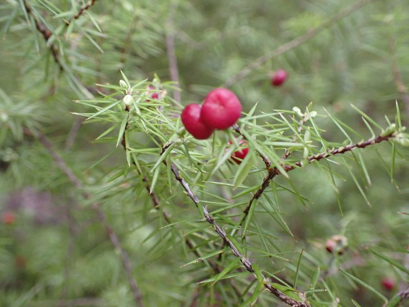 Leptecophylla juniperina, photographed by Leon Perrie