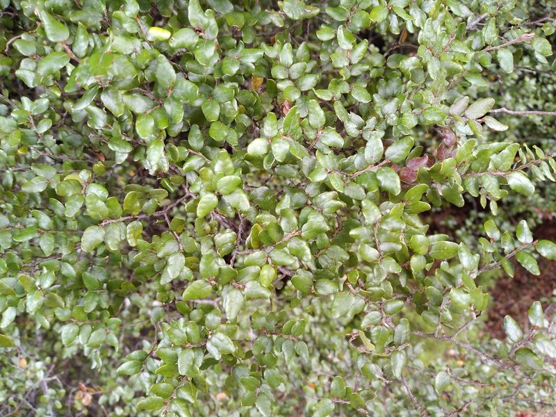Nothofagus solandri, photographed by Leon Perrie