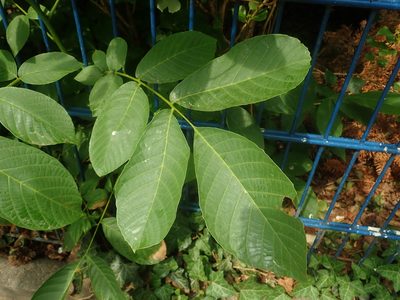 Juglans regia, photographed by Alexis Tinker-Tsavalas