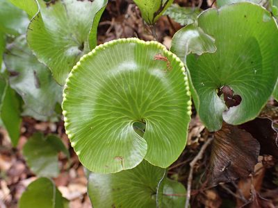 Hymenophyllum nephrophyllum, photographed by Leon Perrie