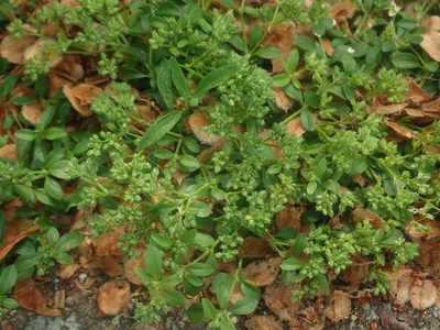 Polycarpon tetraphyllum, photographed by Alexis Tinker-Tsavalas