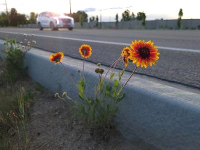 Gaillardia pulchella, photographed by Daniel S.