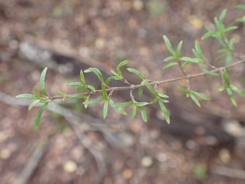 Coprosma microcarpa, photographed by Leon Perrie