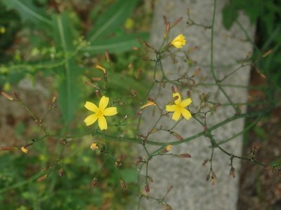 Cicerbita muralis