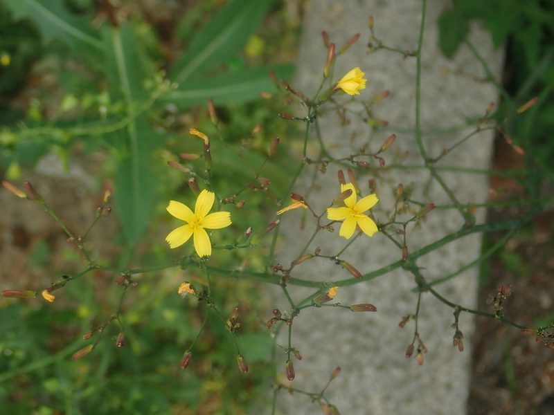Cicerbita muralis, photographed by Alexis Tinker-Tsavalas