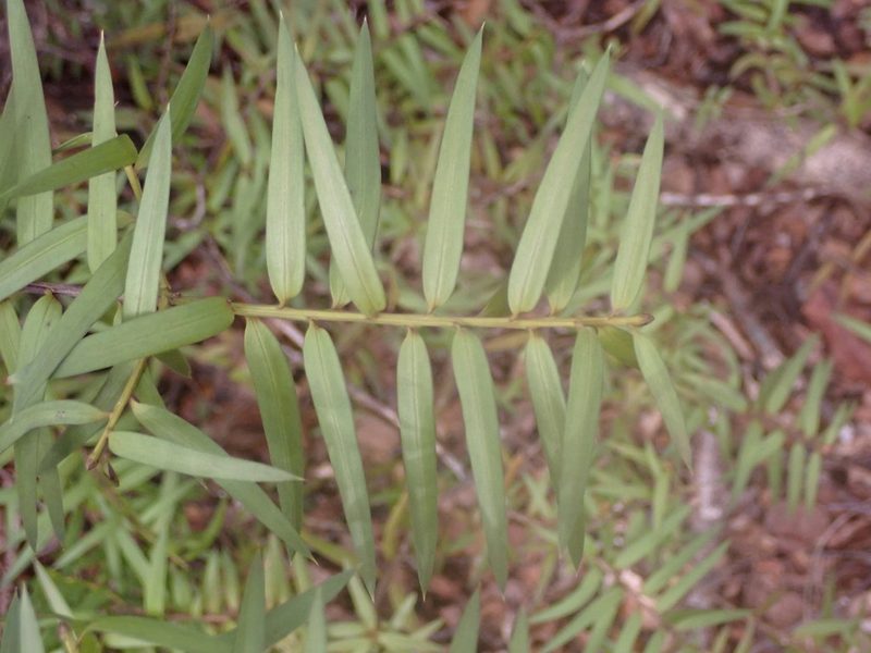 Podocarpus laetus, photographed by Leon Perrie