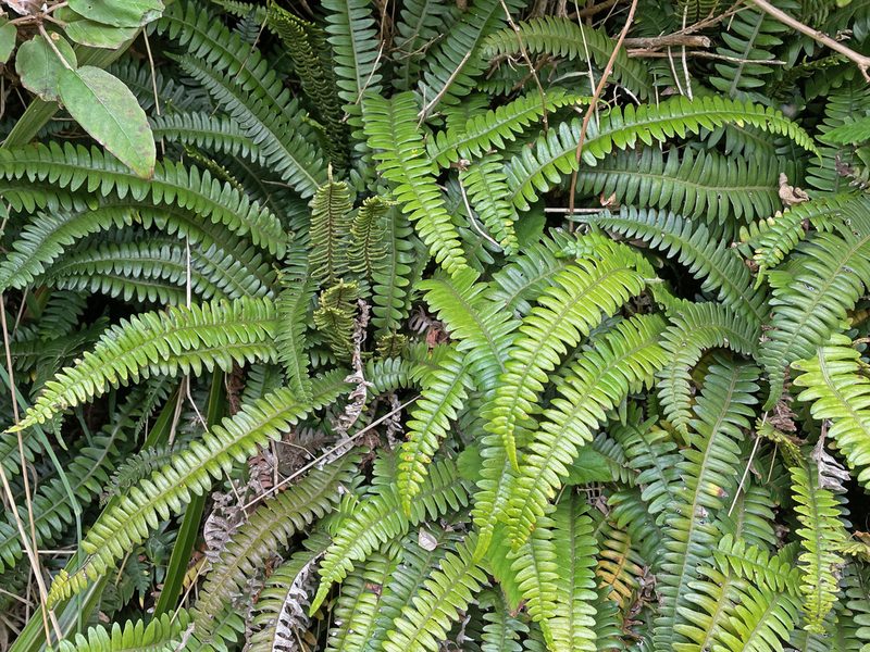 Austroblechnum durum, photographed by Pieter Pelser