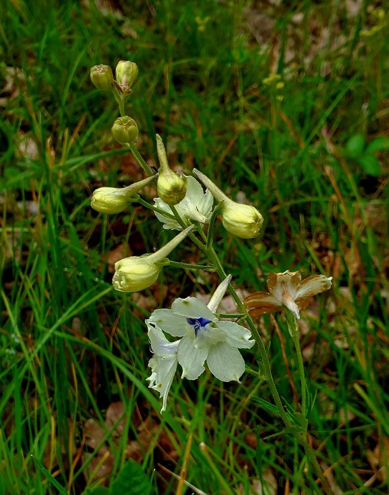 Delphinium pavonaceum, photographed by Annie Kreager