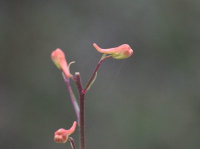 Delphinium cardinale, photographed by velodrome