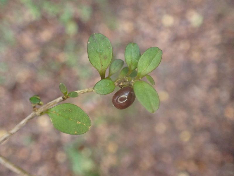 Coprosma colensoi, photographed by Leon Perrie