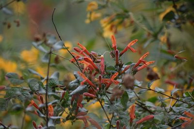 Keckiella cordifolia, photographed by velodrome