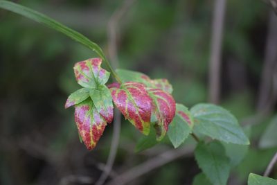 Keckiella cordifolia