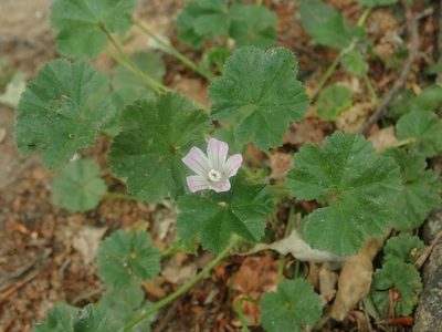 Malva neglecta, photographed by Alexis Tinker-Tsavalas