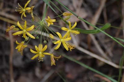 Bloomeria crocea, photographed by velodrome