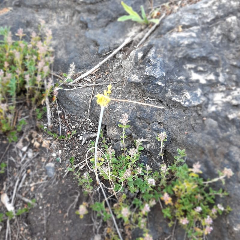 Allium flavum, photographed by Michael Grundner