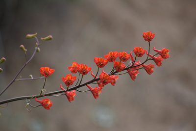 Delphinium cardinale, photographed by velodrome