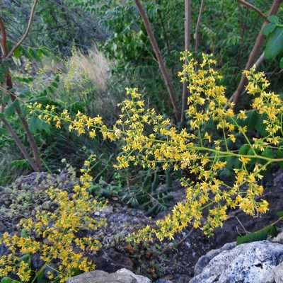 Koelreuteria paniculata, photographed by Michael Grundner