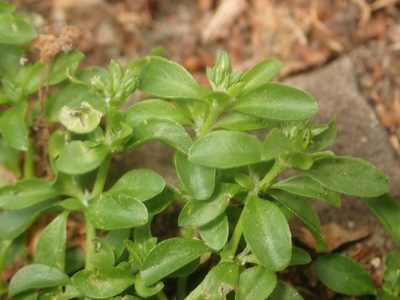 Polycarpon tetraphyllum, photographed by Alexis Tinker-Tsavalas