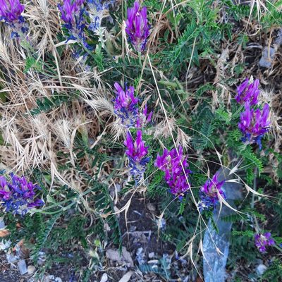 Astragalus onobrychis, photographed by Michael Grundner