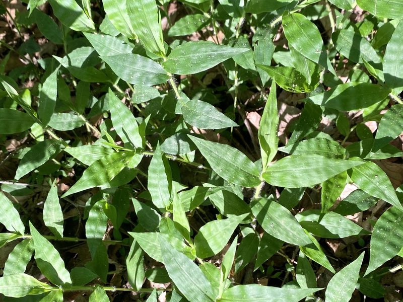 Oplismenus undulatifolius, photographed by Emily Summerbell