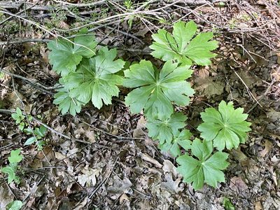 Podophyllum peltatum, photographed by Emily Summerbell