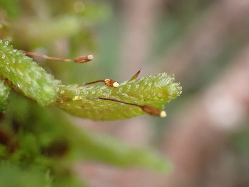 Cladomnion ericoides, photographed by Leon Perrie