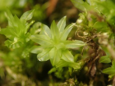 Plagiomnium undulatum, photographed by Alexis Tinker-Tsavalas