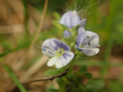Veronica serpyllifolia, photographed by Alexis Tinker-Tsavalas