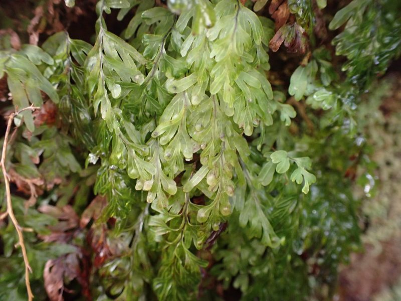 Hymenophyllum rarum, photographed by Leon Perrie