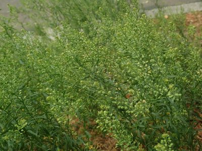 Lepidium ruderale, photographed by Alexis Tinker-Tsavalas