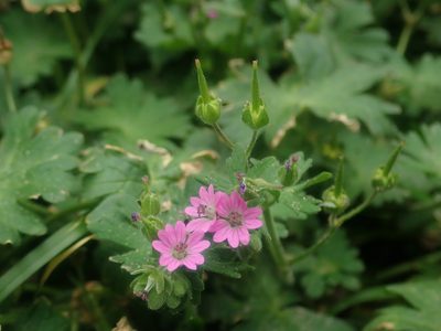 Geranium molle, photographed by Alexis Tinker-Tsavalas