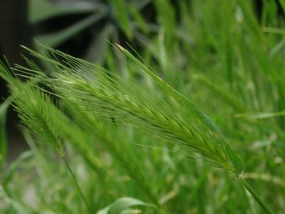 Hordeum murinum, photographed by Alexis Tinker-Tsavalas