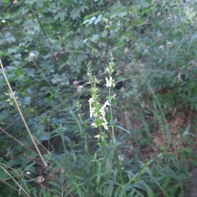 Stachys recta, photographed by Michael Grundner