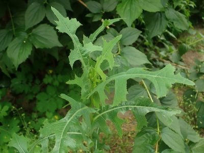 Lactuca serriola, photographed by Alexis Tinker-Tsavalas